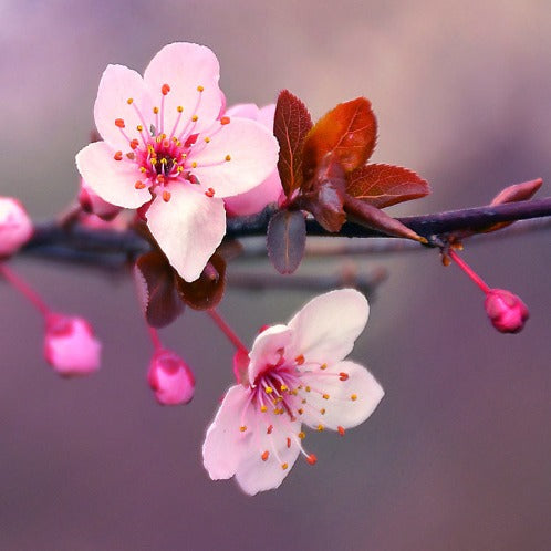 JAPANESE CHERRY BLOSSOM