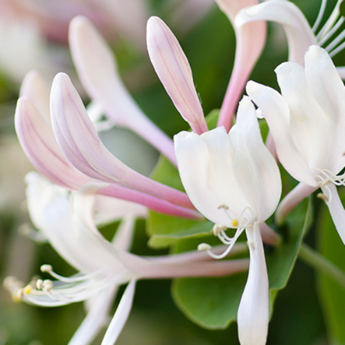 HONEYSUCKLE JASMINE