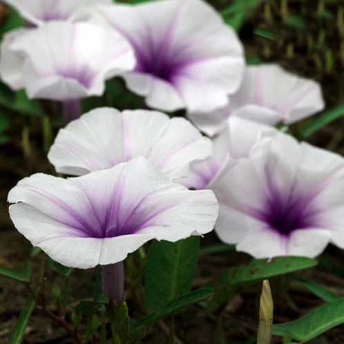 MOONFLOWER NECTAR