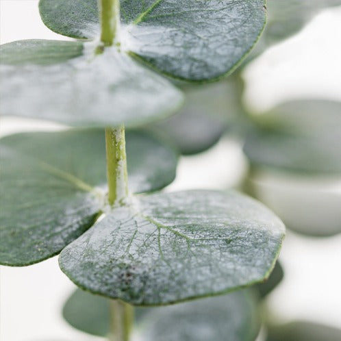 WHITE EUCALYPTUS